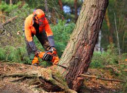 Best Residential Tree Removal  in USA